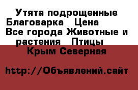 Утята подрощенные Благоварка › Цена ­ 100 - Все города Животные и растения » Птицы   . Крым,Северная